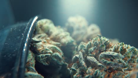 A-vertical-macro-cinematic-crispy-shot-of-a-cannabis-plant,-hybrid-orange-strains,-green-leaf-Indica-,marijuana-flower,-on-a-360-rotating-stand,-Full-HD,-super-slow-motion,-120-fps,-studio-lighting