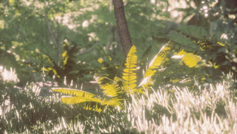 morning light in beautiful jungle garden