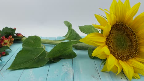 sunflower and sprigs of viburnum on a light blue wooden table