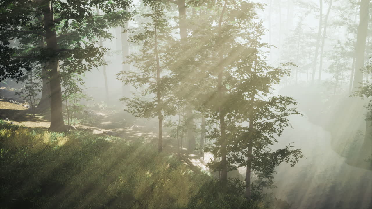 빛은 나무를 통해 필터링하여 안개 숲의 풍경을 조명합니다.