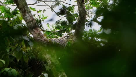 camera zooms out sliding to the left with the eagle facing right as it looks around, philippine eagle pithecophaga jefferyi, philippines