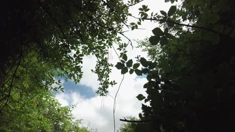 Looking-up-at-silhouette-of-forest-tree-canopy-against-blue-cloudy-sky