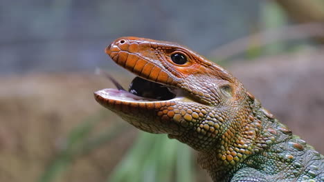 Caiman-lizard-eating-small-snails