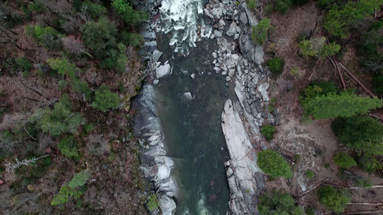 vista de las aves del río del bosque