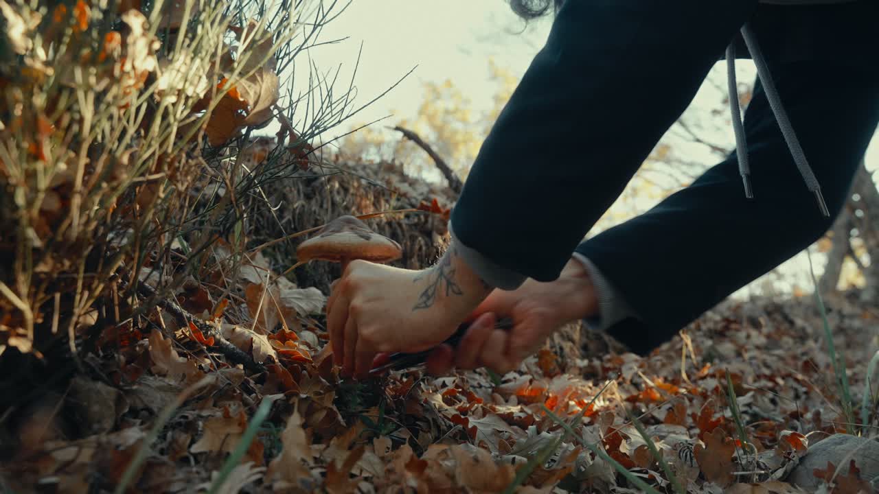 Close-up of Hands Picking a Wild Mushroom in an Autumn Forest