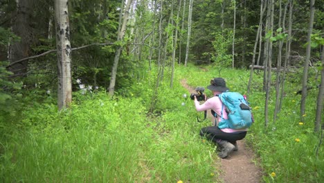 fotógrafa que toma fotos de flores de columbina silvestre en un bosque bordeado de árboles de áspero
