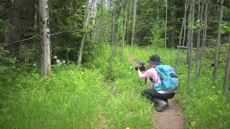 female photographer taking pictures of wild columbine flowers in a forest lined with aspen trees