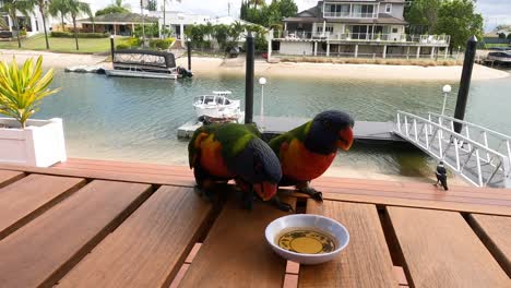 two colorful parrots eating from a bowl outdoors