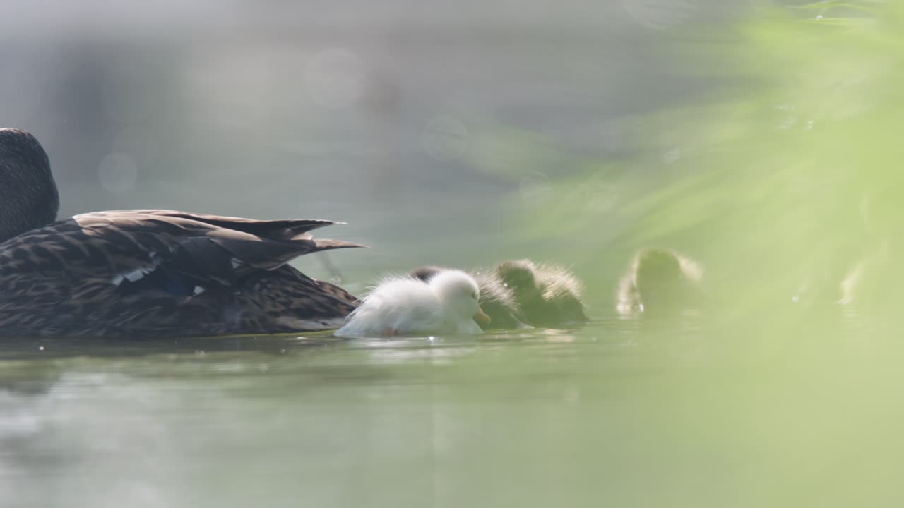 утка-мать с утками на воде