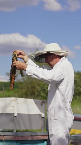 bee master holds a honey frame with bees in hands. beekeeper in protective suit at work on the apiary in a sunny day. beekeeping business. vertical video