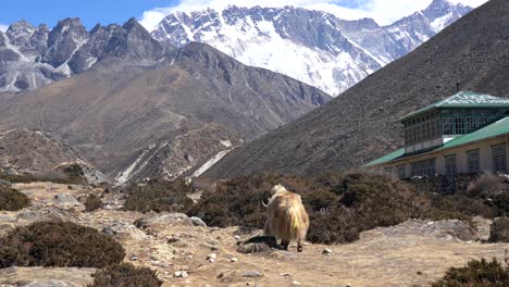 un yak pastando en un pasto rocoso con las montañas del himalaya al fondo