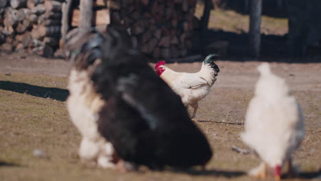 domestic chickens and roosters eating grains on free range farm with yellow grass on small eco farm