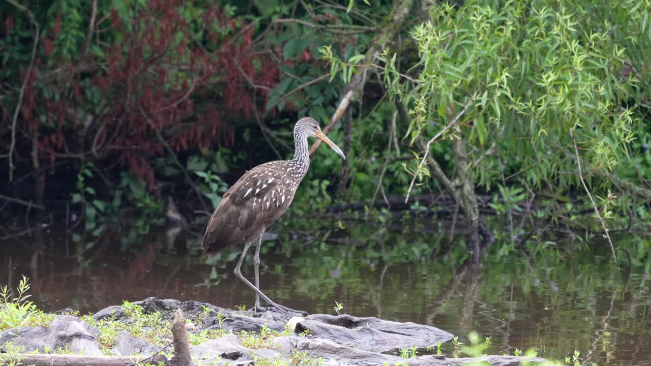 림프킨 이나 아라무스 구아라우나 가 호수 에 있는 날씨 가  ⁇ 은 나무 조각 에 서서  ⁇ 털 을  ⁇ 고 있다