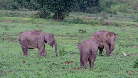 Los-Elefantes-Asiáticos-Son-Especies-En-Peligro-De-Extinción-Y-También-Son-Residentes-De-Tailandia