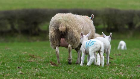 close up of baby lambs following their mother in a field