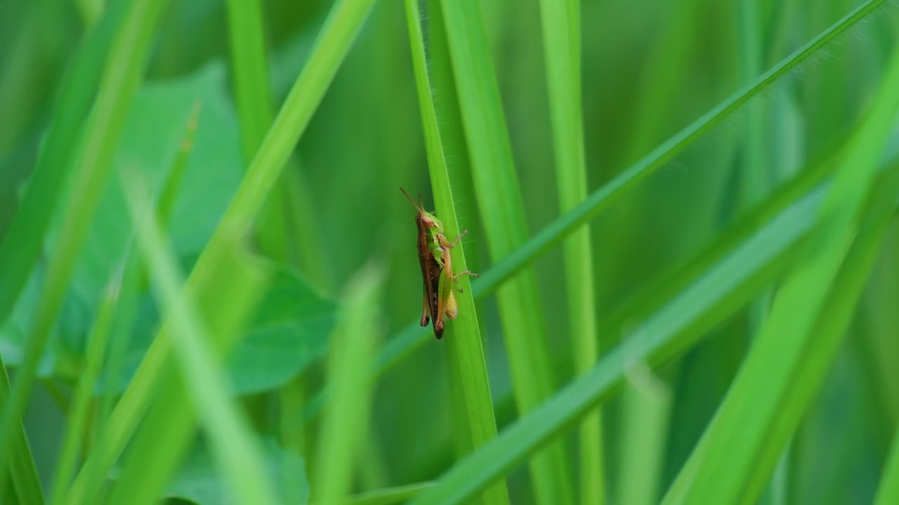 hembra de saltamontes de arroz posada en una hoja de hierba alta, primer plano