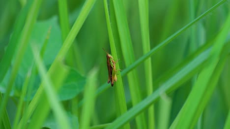 rice grasshopper female perched on tall grass blade, close-up