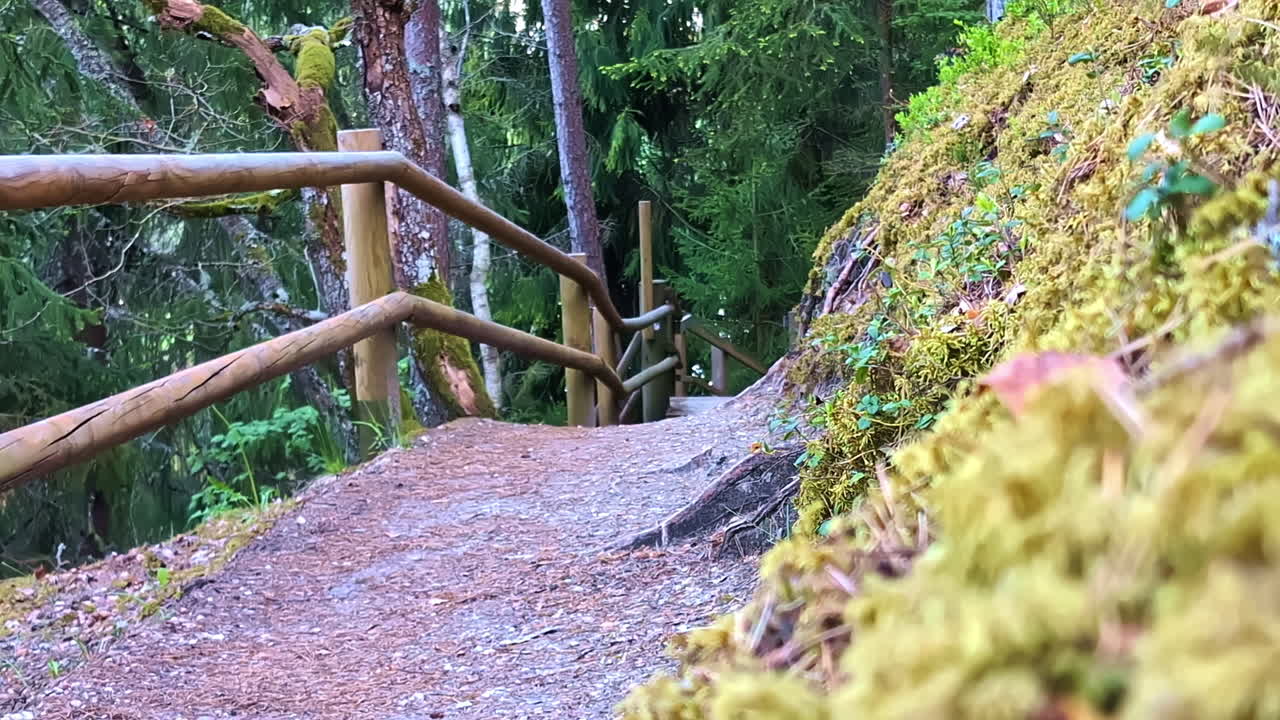 Forest hiking trail with wooden railing winding through mossy terrain and dense trees