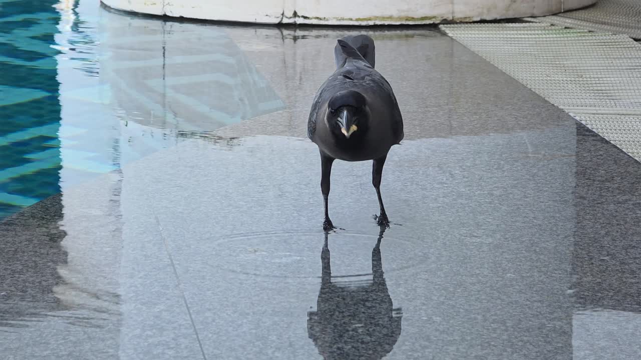 House Crow Bird Close-up Eating Food by the Edge of Swimming Pool