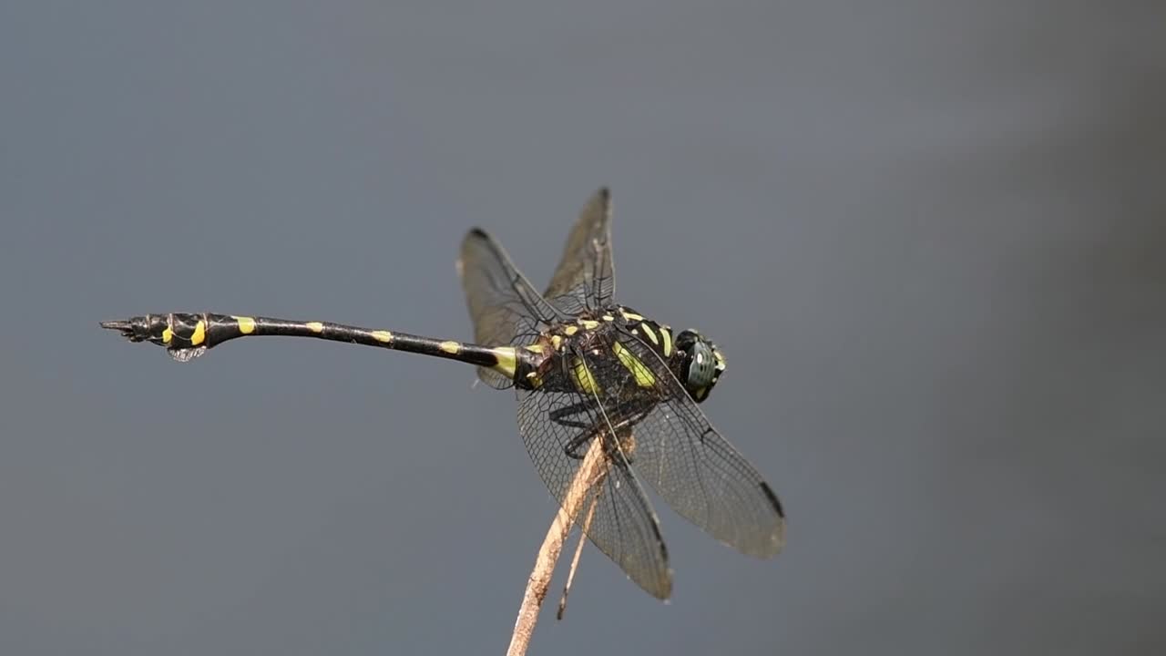 visto aterrizar en la ramita mirando hacia la derecha mientras se equilibra contra el viento, cola de brida común, ictinogomphus decoratus, parque nacional kaeng krachan, patrimonio mundial de la unesco, tailandia