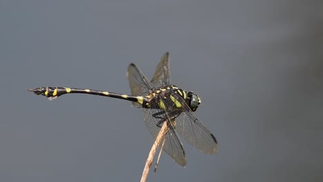 seen landing on the twig facing to the right as it balances against the wind, common flangetail, ictinogomphus decoratus, kaeng krachan national park, unesco world heritage, thailand