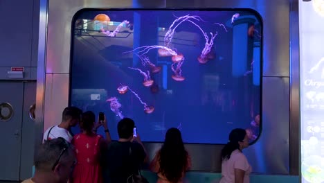 visitors observe the jellyfish at the oceanografic in the city of arts and sciences in valencia. it is europe’s largest oceanographic park, showcasing over 500 species.