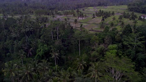 reveal shot of rice paddies with palm trees at bali indonesia during sunset, aerial