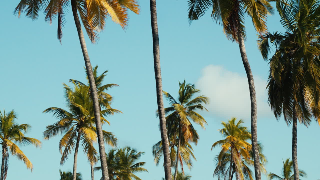 Coconut palms against a blue sky