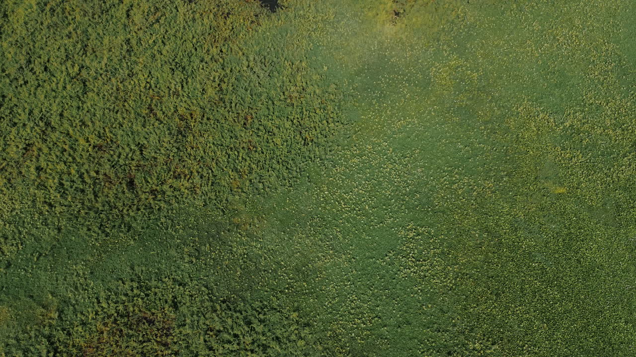 vista aérea de un campo verde