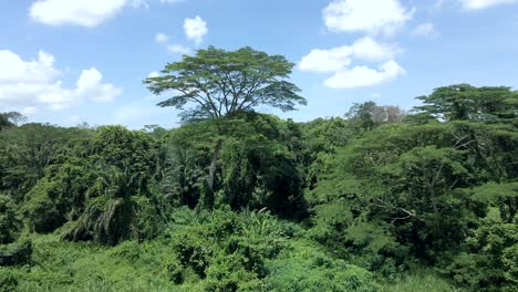 lush green trees and plants growing in the forest