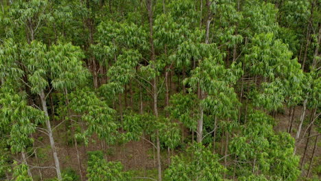 plantación de eucaliptos en brasil