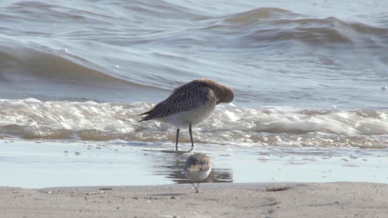 A beautiful Bar-tailed Godwit with Dunlin birds digging in the sand by the waves to feed - close up