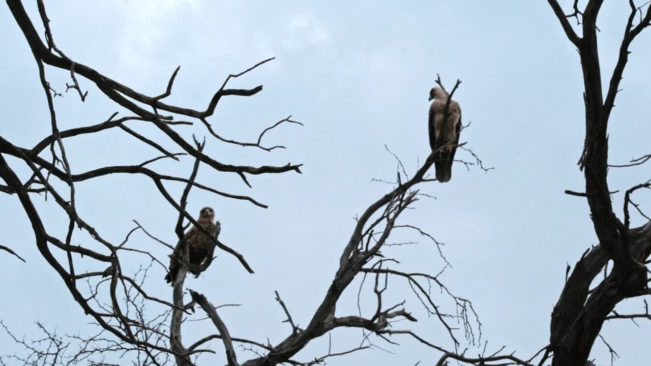 A pair of eagles in the dead branches of a tree