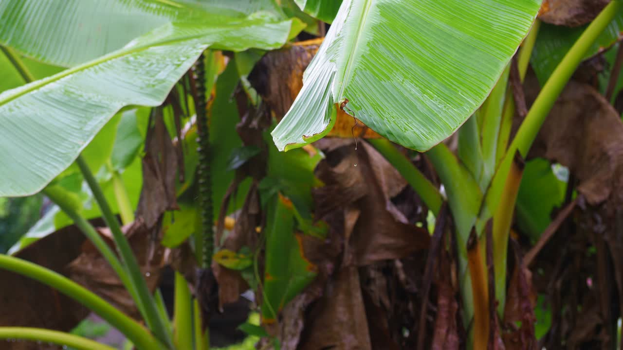 la naturaleza perenne de las hojas de plátano y el plátano verde después de la lluvia. imágenes en 4k