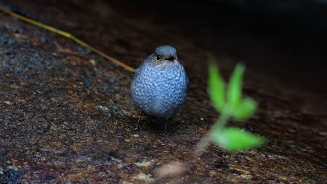 esta hembra de colirrojo plomizo no es tan colorida como el macho pero seguro que es tan esponjosa como una bola de un lindo pájaro