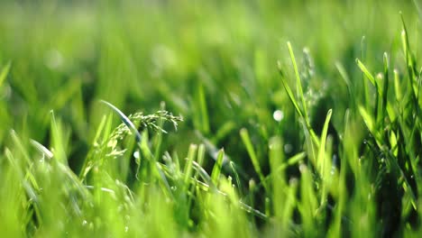 Nahaufnahme-Des-Grünen-Grases-Nach-Morgentau,-Statischer-Schuss-Mit-Selektiver-Fokusstruktur