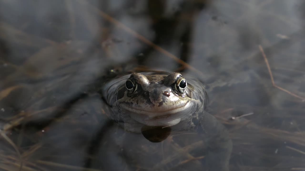 Common frog peeking in water and staring straight at camera, close up