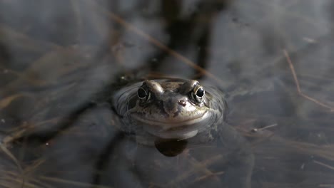 common frog peeking in water and staring straight at camera, close up