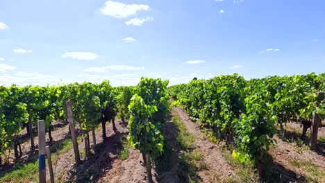 lush grapevines under a clear blue sky