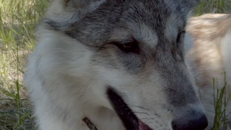 closeup of a happy wolf with a stick in his mouth