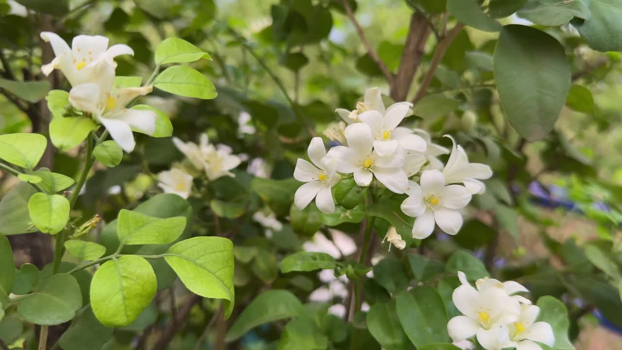 Madhukamini, also known as Orange Jessamine or Mock Orange, is a fragrant, evergreen shrub or small tree native to South and Southeast Asia