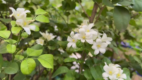 madhukamini, also known as orange jessamine or mock orange, is a fragrant, evergreen shrub or small tree native to south and southeast asia
