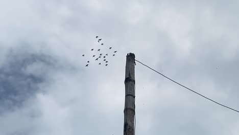 small flock of birds flying past with view of post with wire