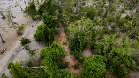 Toma-Aérea-Baja-Del-Bosque-De-Manglares-A-Lo-Largo-De-La-Playa-De-Lebur-Char,-Bangladesh