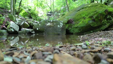 deep and dense green forest stream with rocky and mossy shore