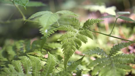 misty dew on the lush green fern leaves in the forest in nafels, switzerland - close up