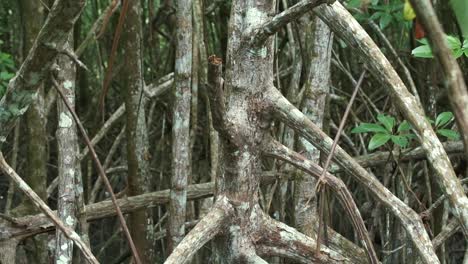 close up of mangrove roots in water