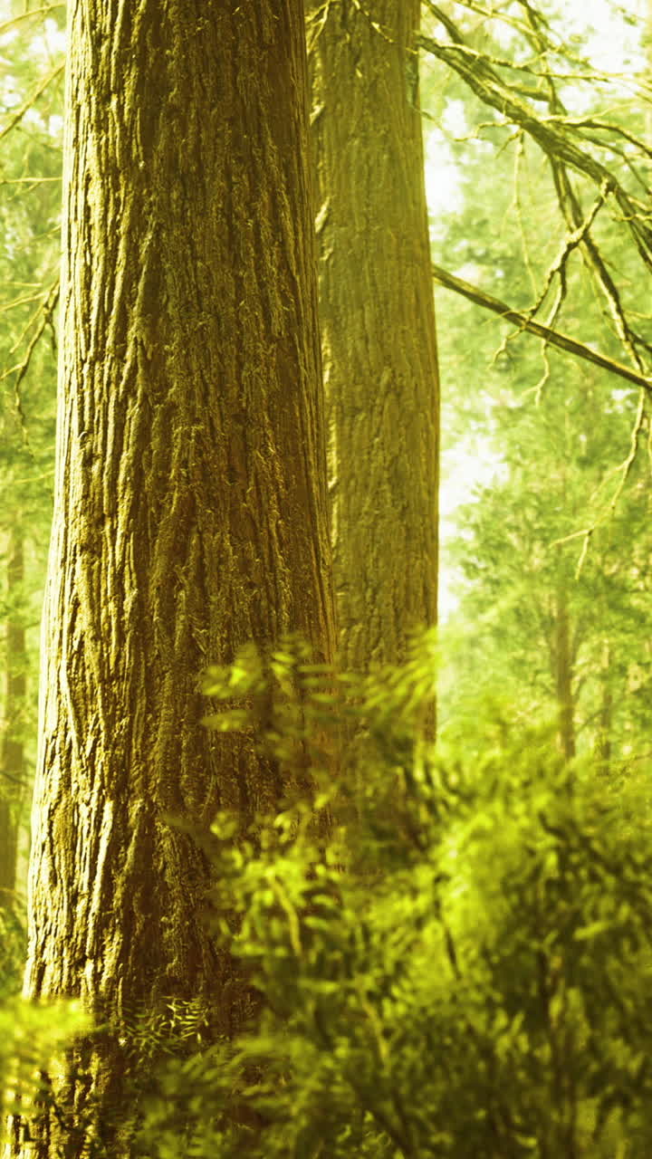 Rigogliosa foresta verde con alberi imponenti illuminati dalla luce del sole durante il giorno