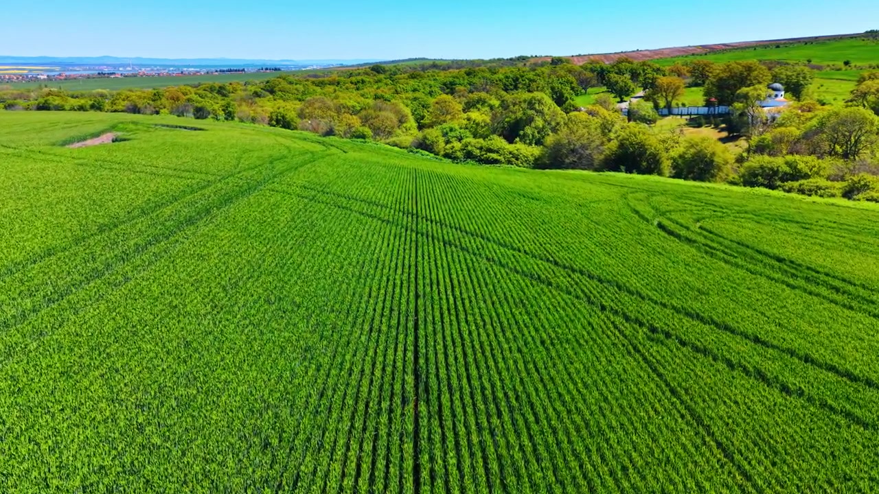 High angle perspective of green agricultural rows with distant building. Drone shot of green grain field rows with distant white chapel dome and forest trees.