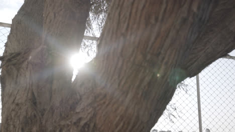 slow motion shot of a backlight tree at sunset